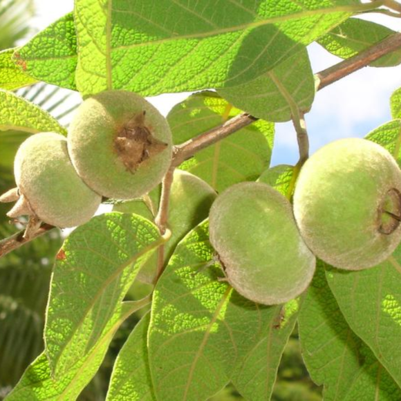 Imagem Muda de Alta Qualidade