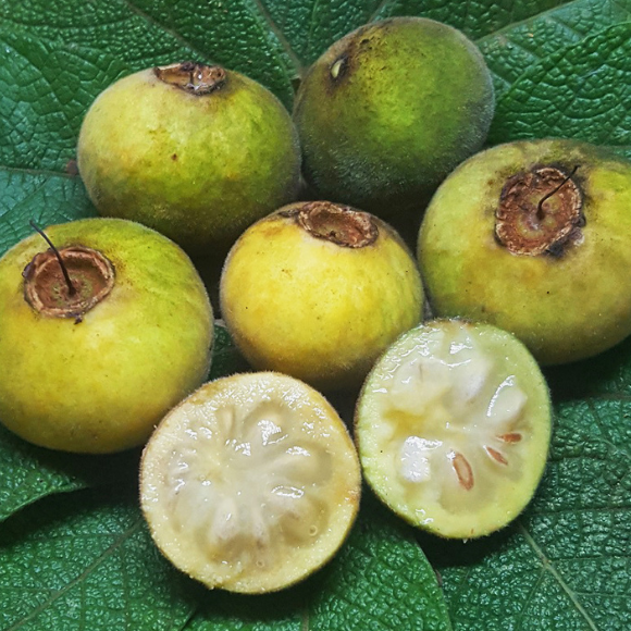 Imagem Fruto do Ara&ccedil;&aacute; do Mato Sete Capotes