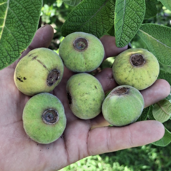 Imagem Fruto do Ara&ccedil;&aacute; do Mato Sete Capotes