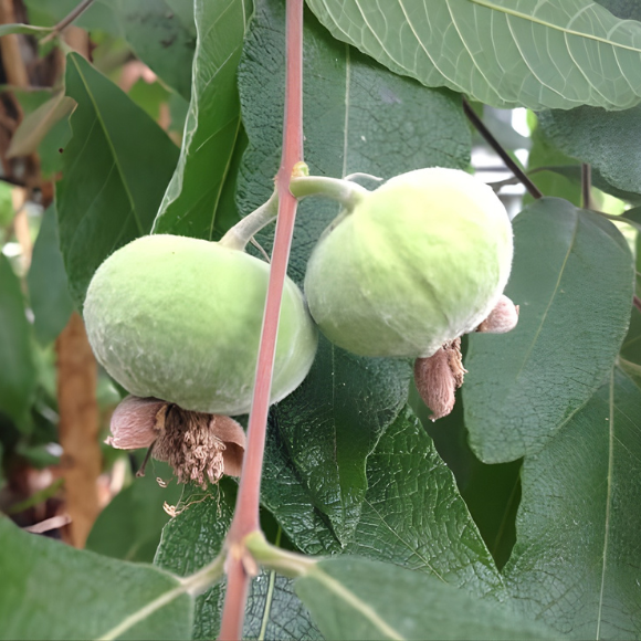 Imagem Fruto do Ara&ccedil;&aacute; do Mato Sete Capotes