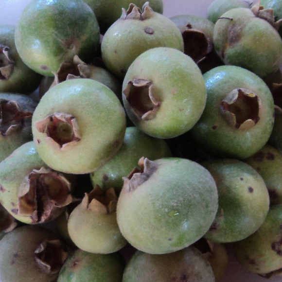 Imagem Fruto do Ara&ccedil;&aacute; do Mato Sete Capotes