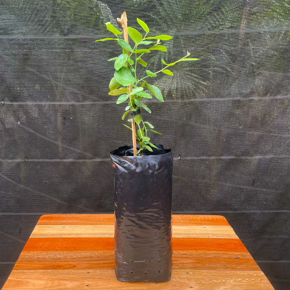 Imagem Muda da Mirtilo Climax