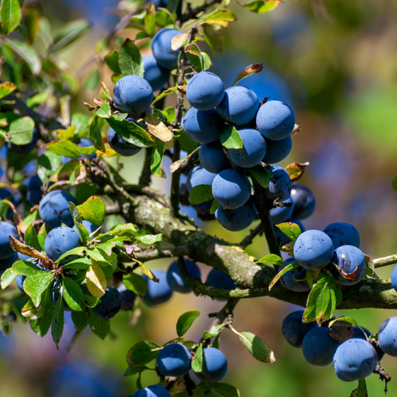 Imagem Fruto da Mirtilo Climax