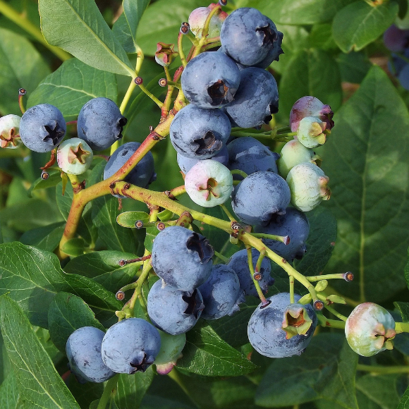 Imagem Muda de Alta Qualidade