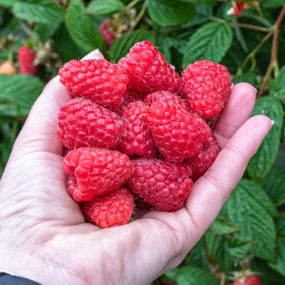 Imagem Fruto da Framboesa