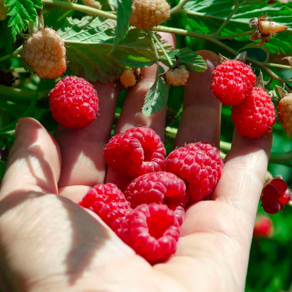 Imagem Fruto da Framboesa