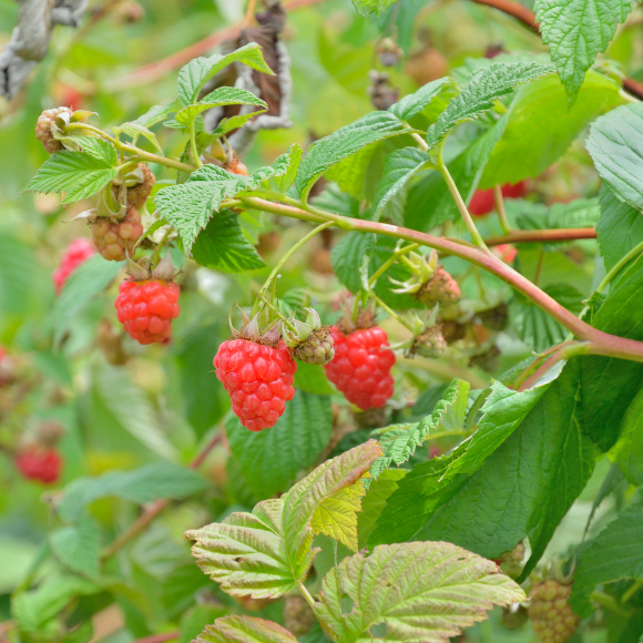 Imagem Fruto da Framboesa