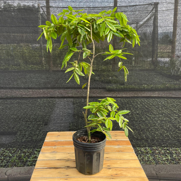 Imagem Muda da Jabuticaba Amarela