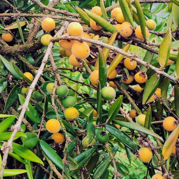 Imagem Fruto da Jabuticaba Amarela