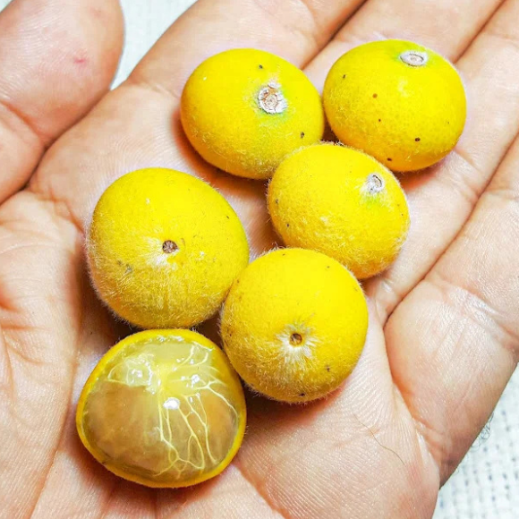 Imagem Fruto da Jabuticaba Amarela