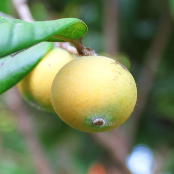 Imagem Fruto da Jabuticaba Amarela