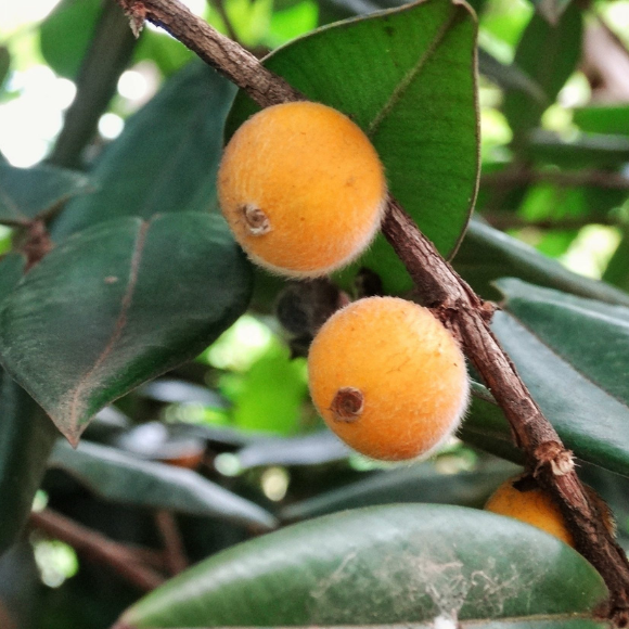 Imagem Muda de Alta Qualidade