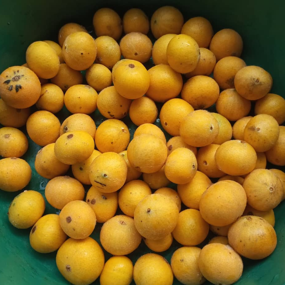 Imagem Fruto da Jabuticaba Amarela