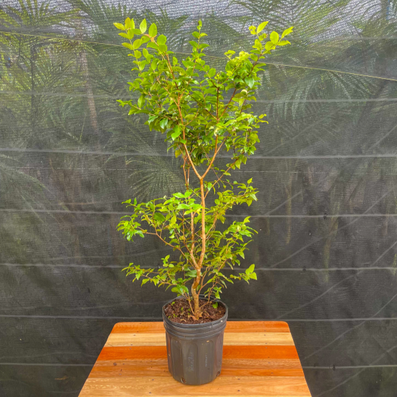 Imagem Muda da Jabuticaba H&iacute;brida