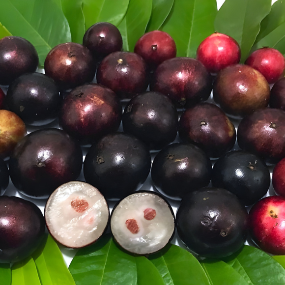 Imagem Fruto da Jabuticaba H&iacute;brida