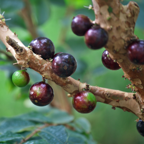 Imagem Fruto da Jabuticaba H&iacute;brida