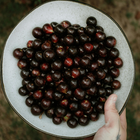 Imagem Fruto da Jabuticaba H&iacute;brida