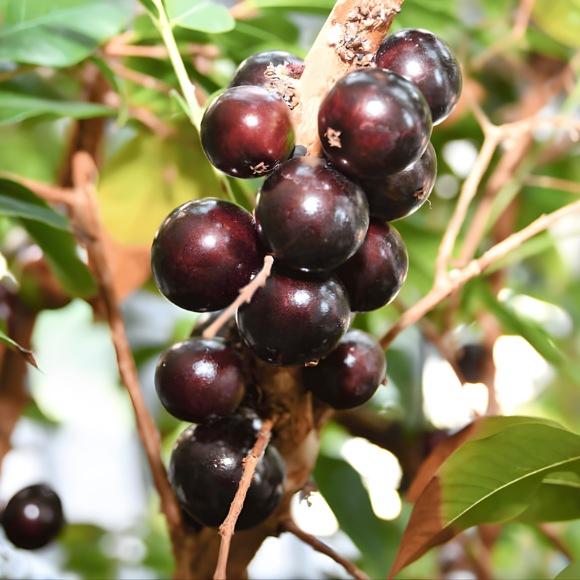 Imagem Muda de Alta Qualidade