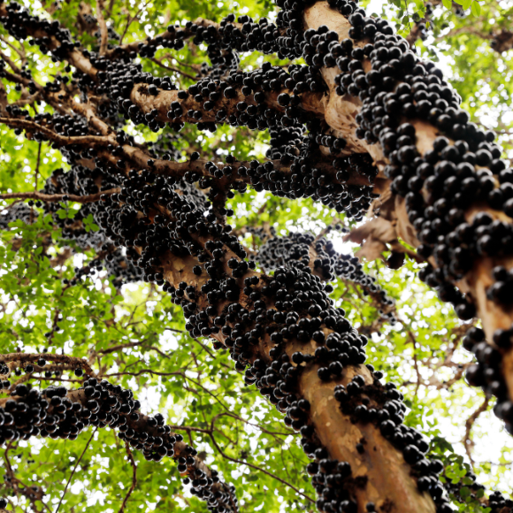 Imagem Fruto da Jabuticaba H&iacute;brida
