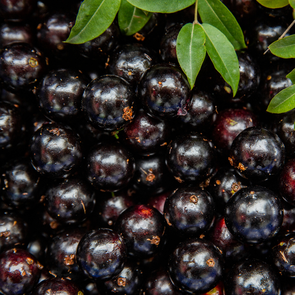 Imagem Fruto da Jabuticaba H&iacute;brida