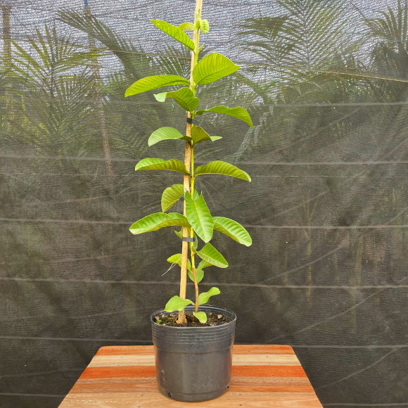 Imagem Muda da Goiaba Tailandesa