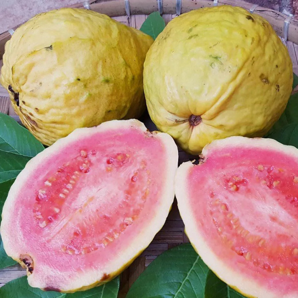 Imagem Fruto da Goiaba Tailandesa