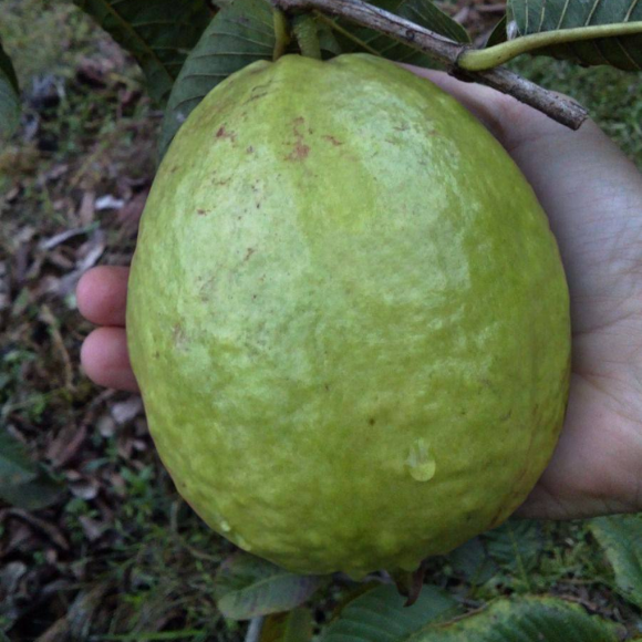 Imagem Fruto da Goiaba Tailandesa