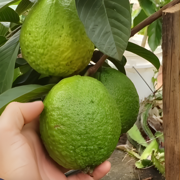 Imagem Fruto da Goiaba Tailandesa