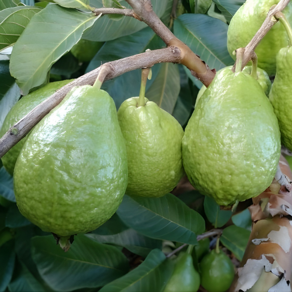 Imagem Muda de Alta Qualidade