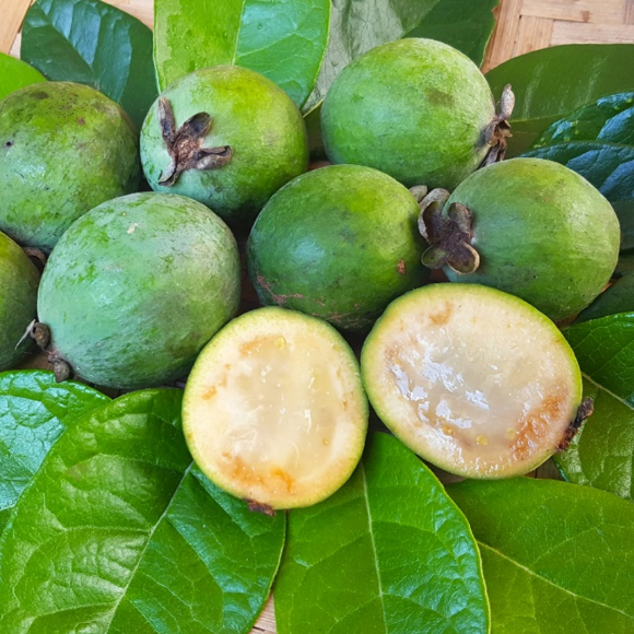 Imagem Fruto da Goiaba Serrana Feijoa