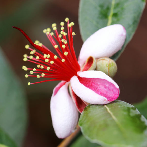 Imagem Fruto da Goiaba Serrana Feijoa