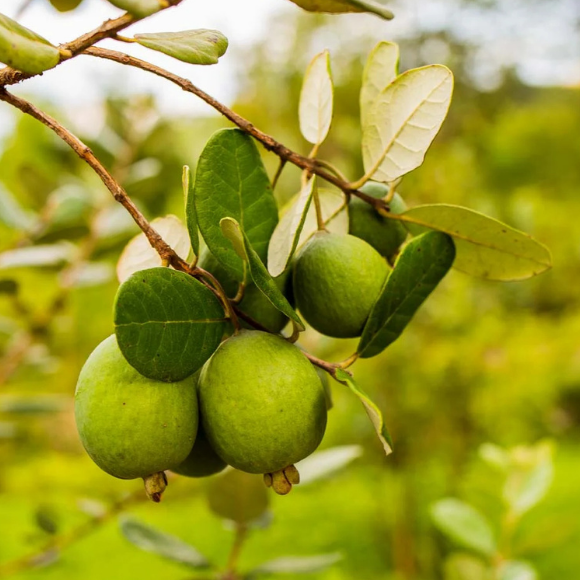 Imagem Muda de Alta Qualidade