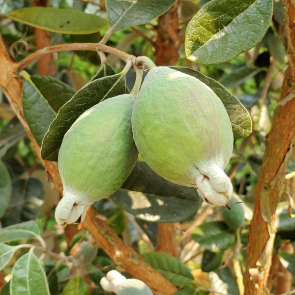 Imagem Fruto da Goiaba Serrana Feijoa