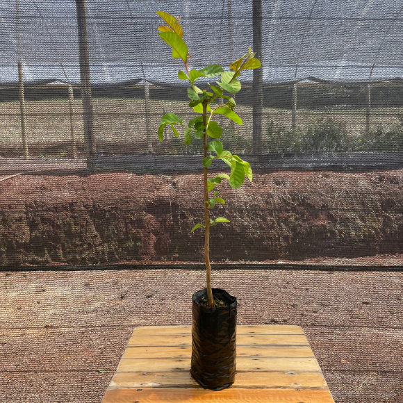 Imagem Muda da Goiaba Vermelha