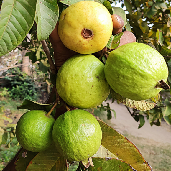 Imagem Muda de Alta Qualidade