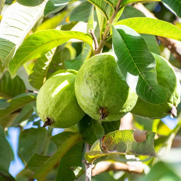 Imagem Fruto da Goiaba Vermelha