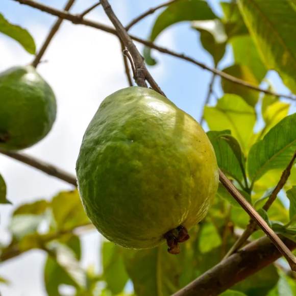 Imagem Fruto da Goiaba Vermelha