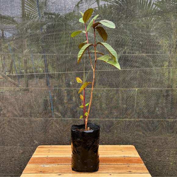 Imagem Muda da Goiaba Roxa