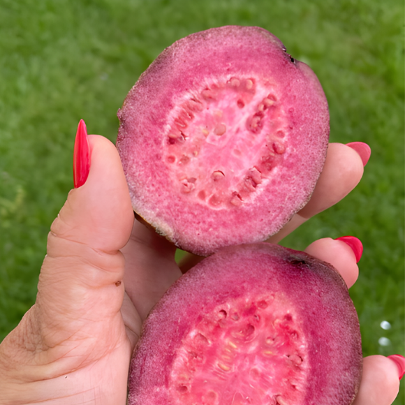 Imagem Fruto da Goiaba Roxa