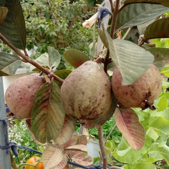 Imagem Muda de Alta Qualidade