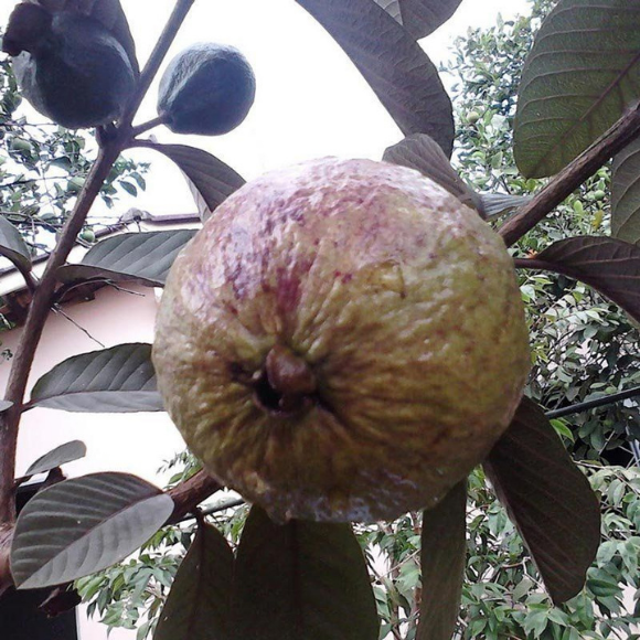 Imagem Fruto da Goiaba Roxa