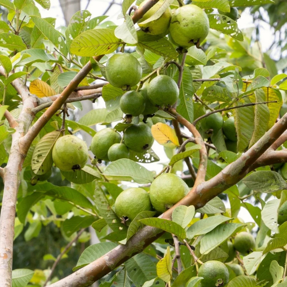 Imagem Fruto da Goiaba Branca