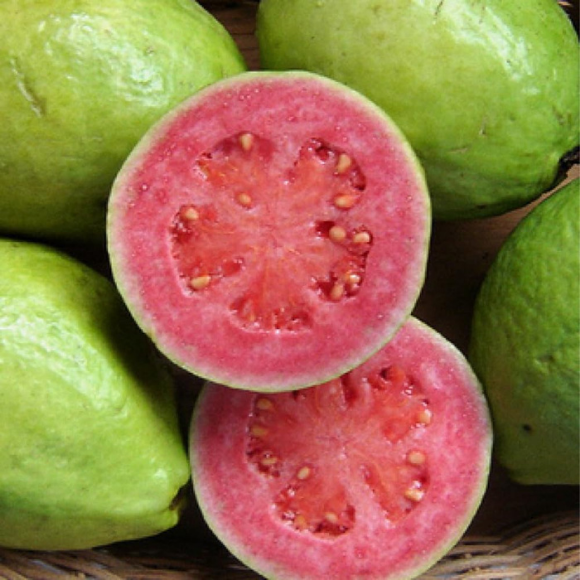 Imagem Fruto da Goiaba Paluma