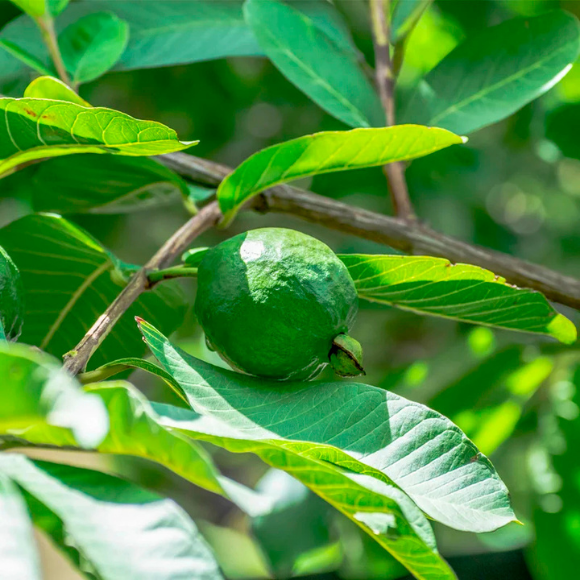 Imagem Fruto da Goiaba Paluma
