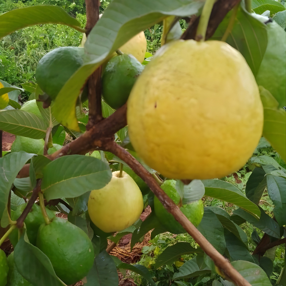 Imagem Fruto da Goiaba Paluma