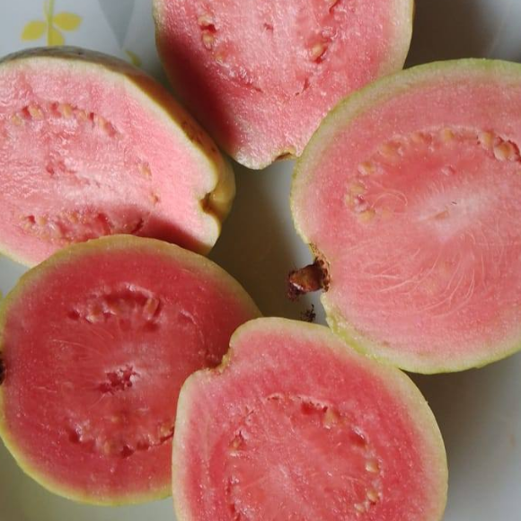 Imagem Fruto da Goiaba Paluma
