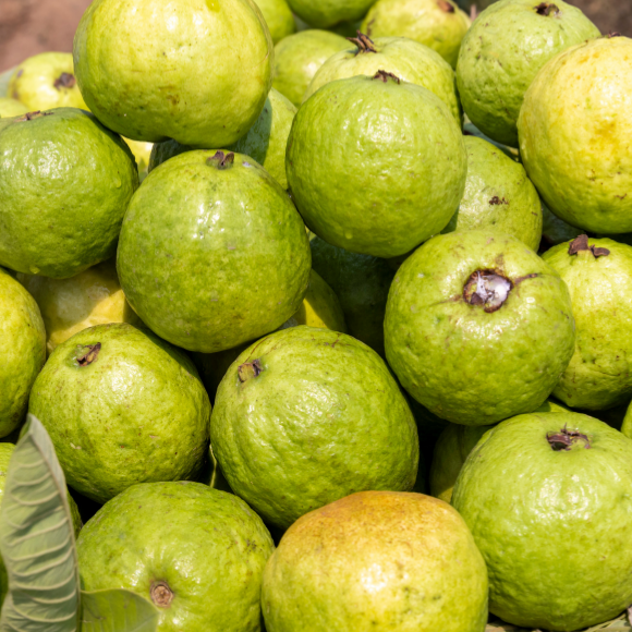 Imagem Fruto da Goiaba Paluma