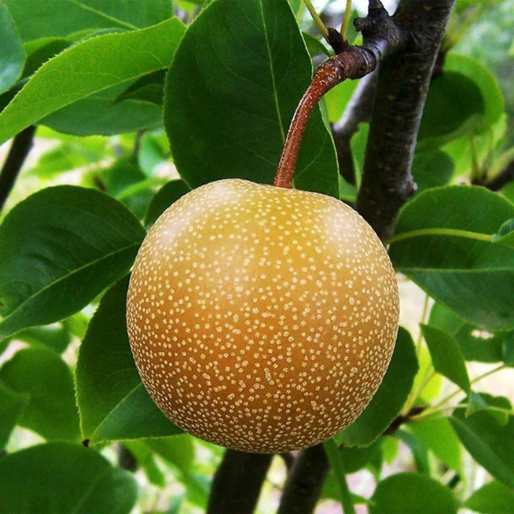 Imagem Fruto da Pera Hosui