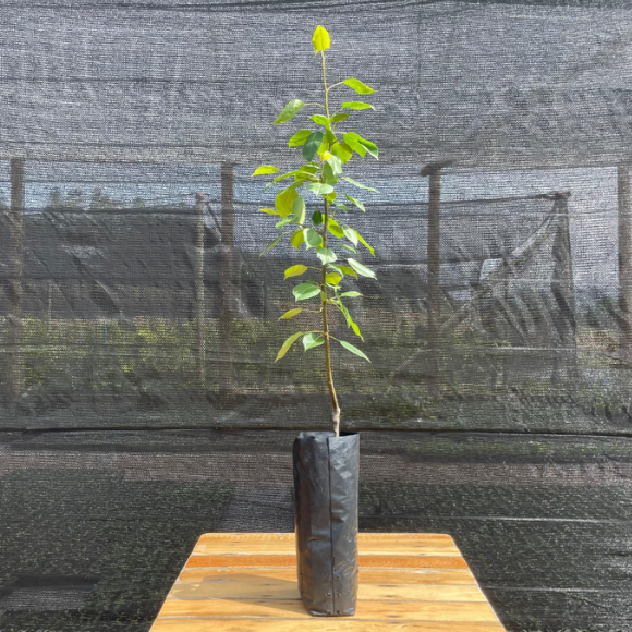 Imagem Muda da Pera D'&Aacute;gua