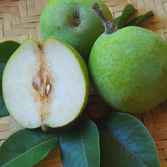 Imagem Fruto da Pera D'&Aacute;gua